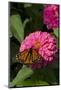 Monarch Butterfly (Danaus Plexippus) on Zinnia, Mid-September, Geneva, Illinois, USA-Lynn M^ Stone-Mounted Photographic Print