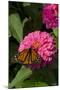 Monarch Butterfly (Danaus Plexippus) on Zinnia, Mid-September, Geneva, Illinois, USA-Lynn M^ Stone-Mounted Photographic Print