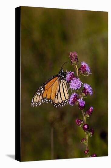 Monarch Butterfly (Danaus Plexippus)-Lynn M^ Stone-Stretched Canvas