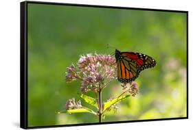 Monarch Butterfly (Danaus Plexippus)-Lynn M^ Stone-Framed Stretched Canvas