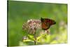 Monarch Butterfly (Danaus Plexippus)-Lynn M^ Stone-Stretched Canvas