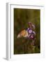 Monarch Butterfly (Danaus Plexippus)-Lynn M^ Stone-Framed Photographic Print