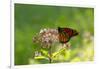 Monarch Butterfly (Danaus Plexippus)-Lynn M^ Stone-Framed Photographic Print