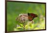 Monarch Butterfly (Danaus Plexippus)-Lynn M^ Stone-Framed Photographic Print