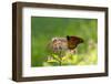 Monarch Butterfly (Danaus Plexippus)-Lynn M^ Stone-Framed Photographic Print