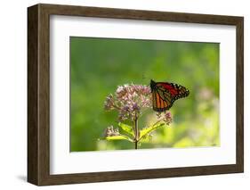 Monarch Butterfly (Danaus Plexippus)-Lynn M^ Stone-Framed Photographic Print