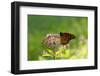 Monarch Butterfly (Danaus Plexippus)-Lynn M^ Stone-Framed Photographic Print