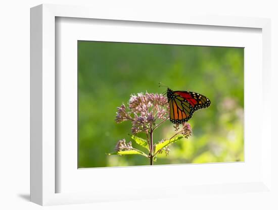 Monarch Butterfly (Danaus Plexippus)-Lynn M^ Stone-Framed Photographic Print