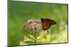 Monarch Butterfly (Danaus Plexippus)-Lynn M^ Stone-Mounted Photographic Print