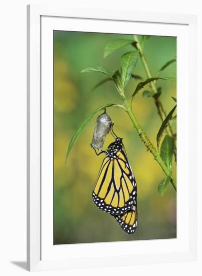 Monarch butterfly emerging from chrysalis on Tropical milkweed, Hill Country, Texas, USA-Rolf Nussbaumer-Framed Photographic Print