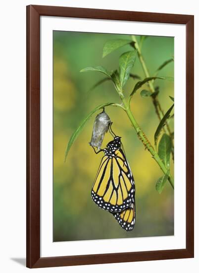 Monarch butterfly emerging from chrysalis on Tropical milkweed, Hill Country, Texas, USA-Rolf Nussbaumer-Framed Photographic Print