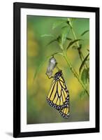 Monarch butterfly emerging from chrysalis on Tropical milkweed, Hill Country, Texas, USA-Rolf Nussbaumer-Framed Photographic Print