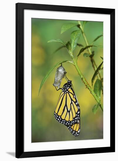 Monarch butterfly emerging from chrysalis on Tropical milkweed, Hill Country, Texas, USA-Rolf Nussbaumer-Framed Photographic Print