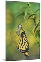 Monarch butterfly emerging from chrysalis on Tropical milkweed, Hill Country, Texas, USA-Rolf Nussbaumer-Mounted Photographic Print