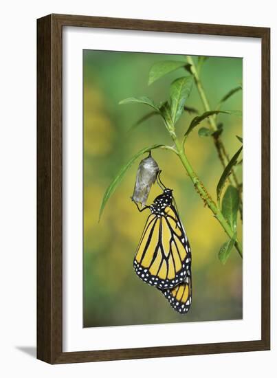 Monarch butterfly emerging from chrysalis on Tropical milkweed, Hill Country, Texas, USA-Rolf Nussbaumer-Framed Photographic Print