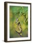 Monarch butterfly emerging from chrysalis on Tropical milkweed, Hill Country, Texas, USA-Rolf Nussbaumer-Framed Photographic Print