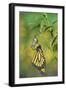 Monarch butterfly emerging from chrysalis on Tropical milkweed, Hill Country, Texas, USA-Rolf Nussbaumer-Framed Photographic Print