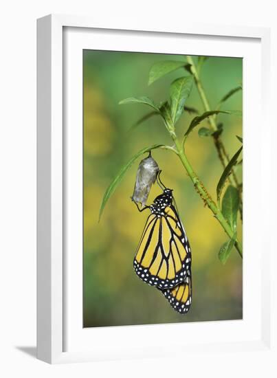 Monarch butterfly emerging from chrysalis on Tropical milkweed, Hill Country, Texas, USA-Rolf Nussbaumer-Framed Photographic Print