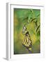 Monarch butterfly emerging from chrysalis on Tropical milkweed, Hill Country, Texas, USA-Rolf Nussbaumer-Framed Photographic Print