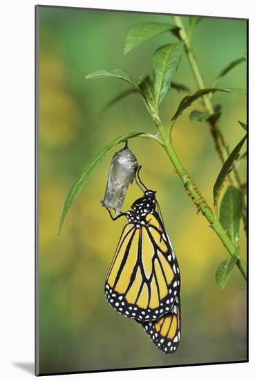 Monarch butterfly emerging from chrysalis on Tropical milkweed, Hill Country, Texas, USA-Rolf Nussbaumer-Mounted Photographic Print