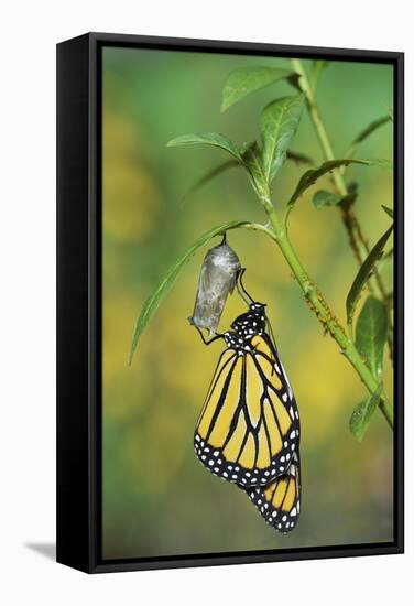 Monarch butterfly emerging from chrysalis on Tropical milkweed, Hill Country, Texas, USA-Rolf Nussbaumer-Framed Stretched Canvas