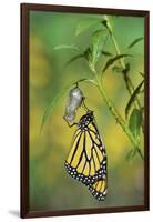 Monarch butterfly emerging from chrysalis on Tropical milkweed, Hill Country, Texas, USA-Rolf Nussbaumer-Framed Photographic Print