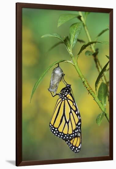 Monarch butterfly emerging from chrysalis on Tropical milkweed, Hill Country, Texas, USA-Rolf Nussbaumer-Framed Photographic Print