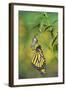 Monarch butterfly emerging from chrysalis on Tropical milkweed, Hill Country, Texas, USA-Rolf Nussbaumer-Framed Photographic Print