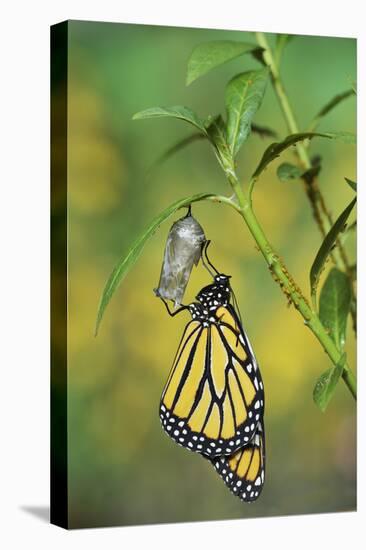 Monarch butterfly emerging from chrysalis on Tropical milkweed, Hill Country, Texas, USA-Rolf Nussbaumer-Stretched Canvas