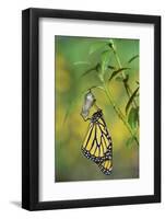 Monarch butterfly emerging from chrysalis on Tropical milkweed, Hill Country, Texas, USA-Rolf Nussbaumer-Framed Photographic Print