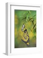 Monarch butterfly emerging from chrysalis on Tropical milkweed, Hill Country, Texas, USA-Rolf Nussbaumer-Framed Photographic Print