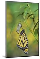 Monarch butterfly emerging from chrysalis on Tropical milkweed, Hill Country, Texas, USA-Rolf Nussbaumer-Mounted Photographic Print