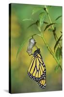 Monarch butterfly emerging from chrysalis on Tropical milkweed, Hill Country, Texas, USA-Rolf Nussbaumer-Stretched Canvas