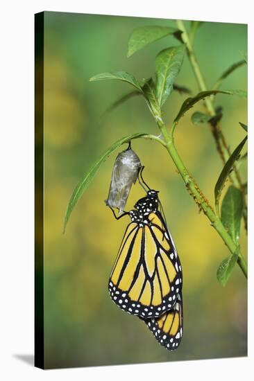 Monarch butterfly emerging from chrysalis on Tropical milkweed, Hill Country, Texas, USA-Rolf Nussbaumer-Stretched Canvas