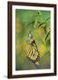 Monarch butterfly emerging from chrysalis on Tropical milkweed, Hill Country, Texas, USA-Rolf Nussbaumer-Framed Photographic Print