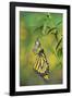 Monarch butterfly emerging from chrysalis on Tropical milkweed, Hill Country, Texas, USA-Rolf Nussbaumer-Framed Photographic Print