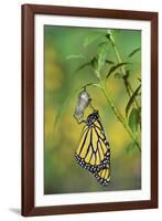 Monarch butterfly emerging from chrysalis on Tropical milkweed, Hill Country, Texas, USA-Rolf Nussbaumer-Framed Photographic Print