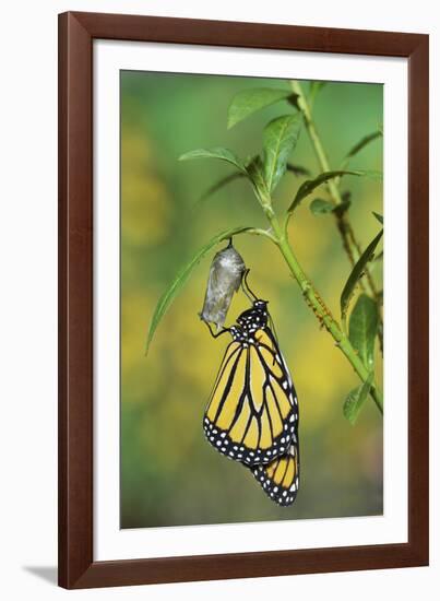 Monarch butterfly emerging from chrysalis on Tropical milkweed, Hill Country, Texas, USA-Rolf Nussbaumer-Framed Photographic Print