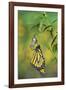 Monarch butterfly emerging from chrysalis on Tropical milkweed, Hill Country, Texas, USA-Rolf Nussbaumer-Framed Photographic Print