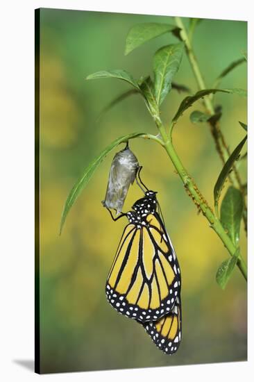 Monarch butterfly emerging from chrysalis on Tropical milkweed, Hill Country, Texas, USA-Rolf Nussbaumer-Stretched Canvas