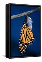 Monarch Butterfly Emerging from Cocoon-Philip Gendreau-Framed Stretched Canvas