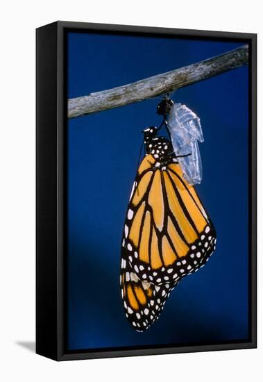 Monarch Butterfly Emerging from Cocoon-Philip Gendreau-Framed Stretched Canvas