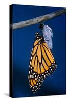 Monarch Butterfly Emerging from Cocoon-Philip Gendreau-Stretched Canvas