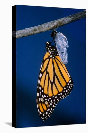 Monarch Butterfly Emerging from Cocoon-Philip Gendreau-Stretched Canvas