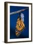 Monarch Butterfly Emerging from Cocoon-Philip Gendreau-Framed Premium Photographic Print