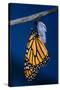 Monarch Butterfly Emerging from Cocoon-Philip Gendreau-Stretched Canvas