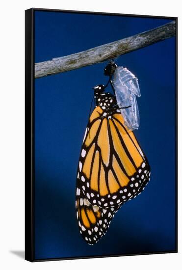 Monarch Butterfly Emerging from Cocoon-Philip Gendreau-Framed Stretched Canvas