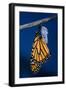 Monarch Butterfly Emerging from Cocoon-Philip Gendreau-Framed Photographic Print