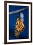 Monarch Butterfly Emerging from Cocoon-Philip Gendreau-Framed Photographic Print