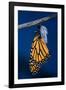 Monarch Butterfly Emerging from Cocoon-Philip Gendreau-Framed Photographic Print